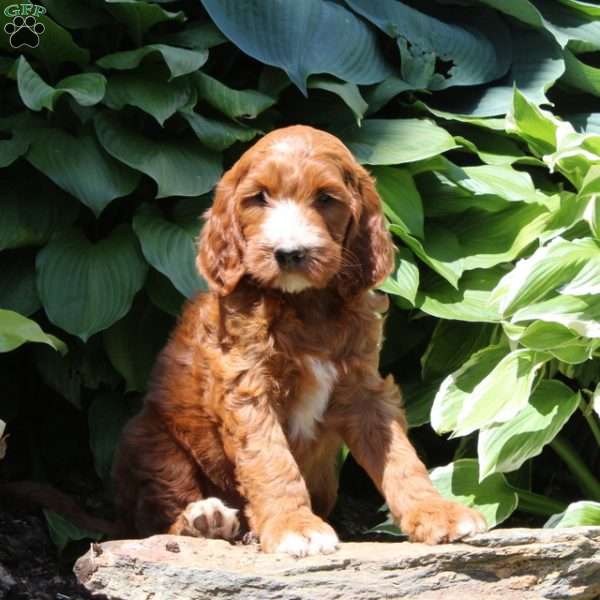 Rex, Irish Doodle Puppy